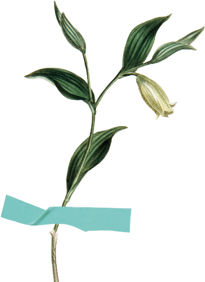 Ein einzelner Blütenstiel mit grünen Blättern und einer hellgelben Blüte, mit blauem Klebeband festgeklebt.