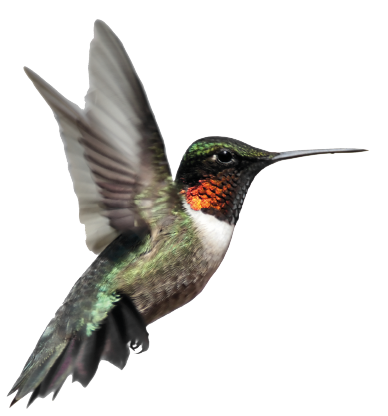 Ein Kolibri mit schillernd grünen Federn und roter Kehle schwebt mit verschwommenen Flügeln vor einem weißen Hintergrund.